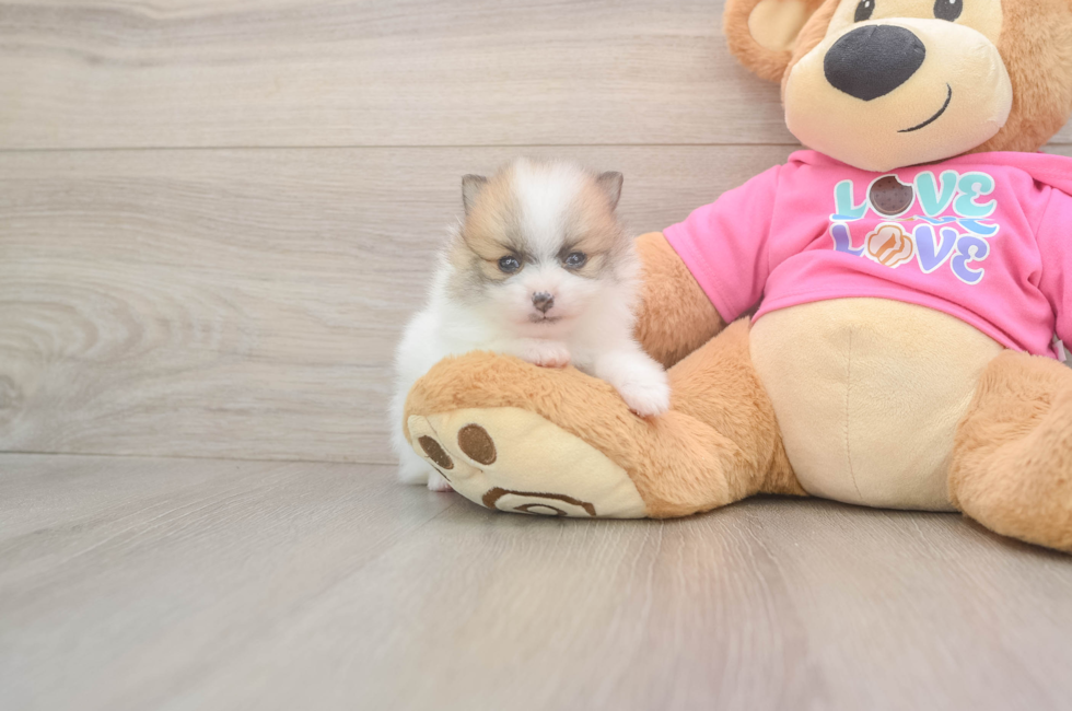 6 week old Pomeranian Puppy For Sale - Windy City Pups