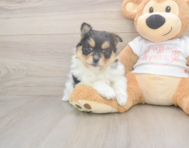 8 week old Pomeranian Puppy For Sale - Windy City Pups