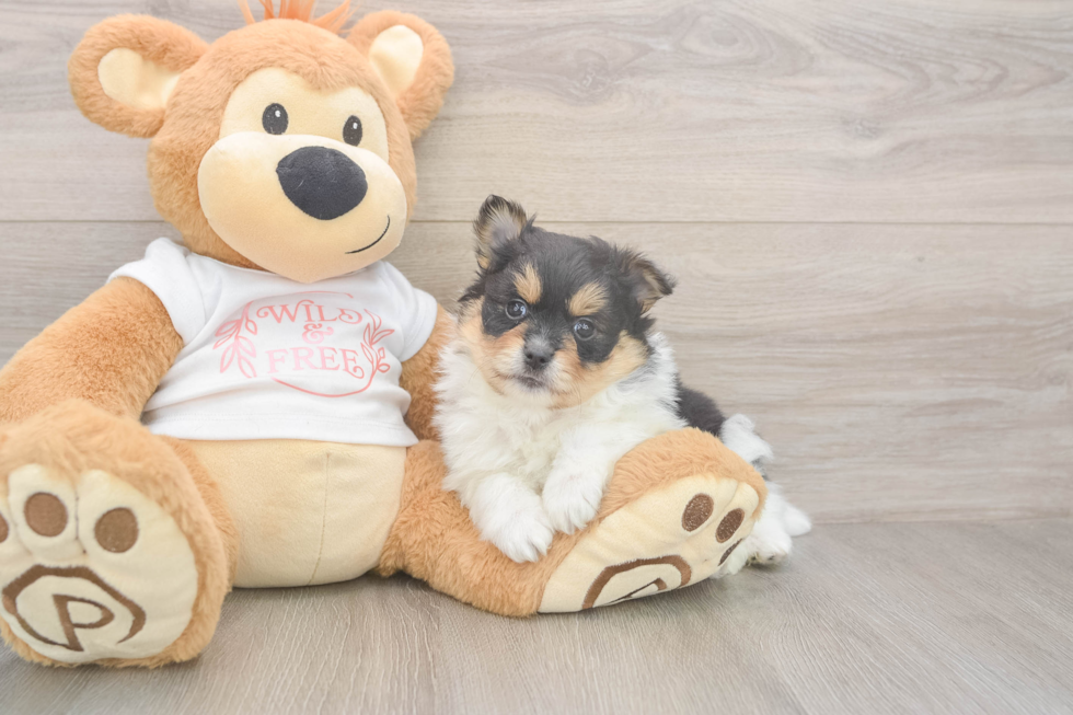 Pomeranian Pup Being Cute