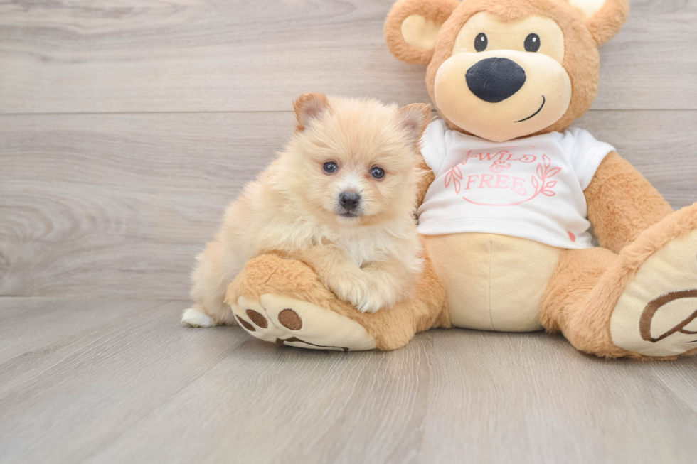 Pomeranian Pup Being Cute