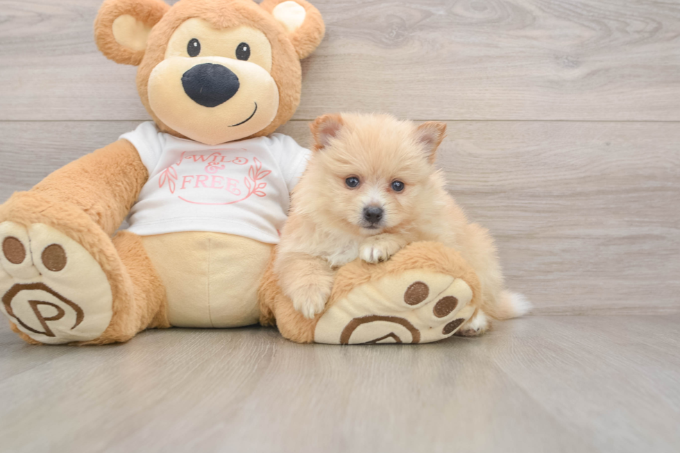 Pomeranian Pup Being Cute