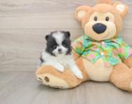 9 week old Pomeranian Puppy For Sale - Windy City Pups