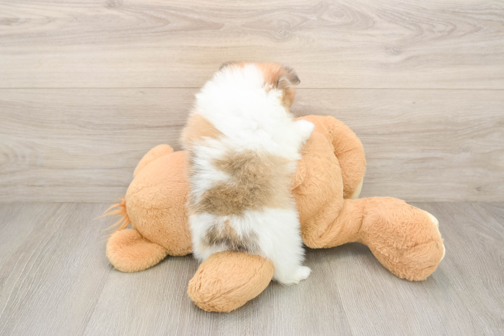 Friendly Pomeranian Purebred Pup