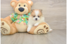 Best Pomeranian Baby