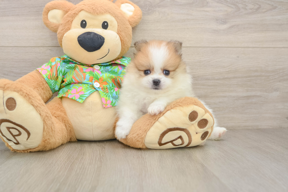 Best Pomeranian Baby
