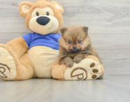 8 week old Pomeranian Puppy For Sale - Windy City Pups