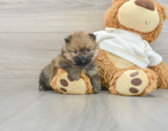 6 week old Pomeranian Puppy For Sale - Windy City Pups