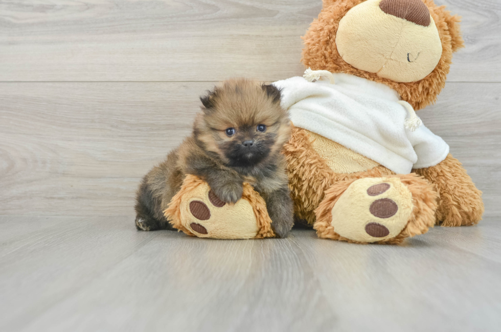 6 week old Pomeranian Puppy For Sale - Windy City Pups