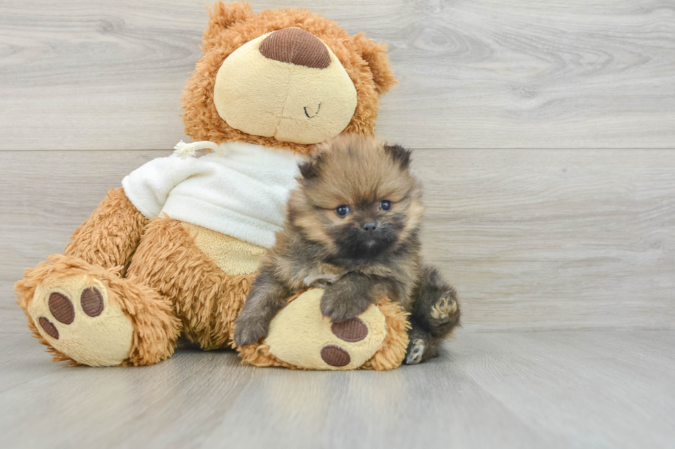 Happy Pom Purebred Puppy