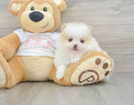 5 week old Pomeranian Puppy For Sale - Windy City Pups