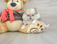 8 week old Pomeranian Puppy For Sale - Windy City Pups