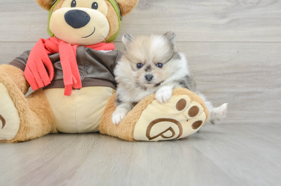 5 week old Pomeranian Puppy For Sale - Windy City Pups