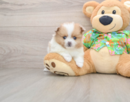 5 week old Pomeranian Puppy For Sale - Windy City Pups