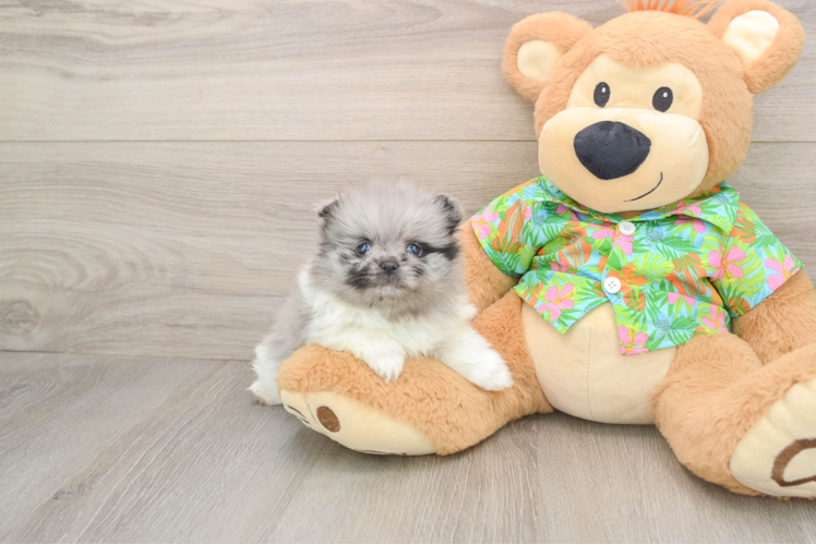 Pomeranian Puppy for Adoption