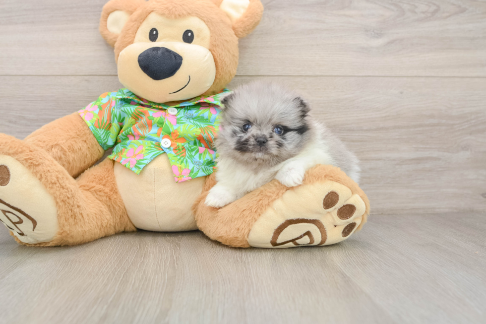 Funny Pomeranian Baby