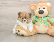 8 week old Pomeranian Puppy For Sale - Windy City Pups