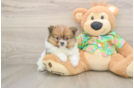 Adorable Swergspitz Purebred Puppy