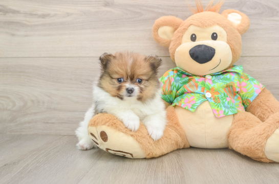 Adorable Swergspitz Purebred Puppy