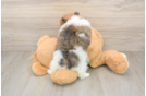 Best Pomeranian Baby