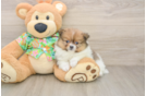 Popular Pomeranian Baby