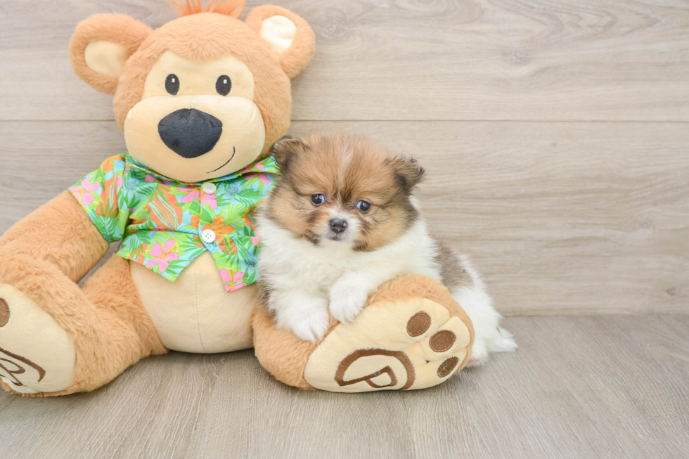 Popular Pomeranian Baby