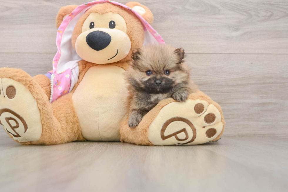Best Pomeranian Baby