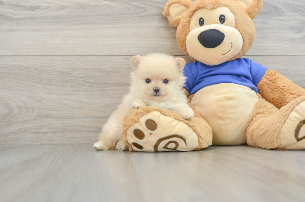 5 week old Pomeranian Puppy For Sale - Windy City Pups