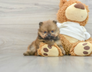 6 week old Pomeranian Puppy For Sale - Windy City Pups