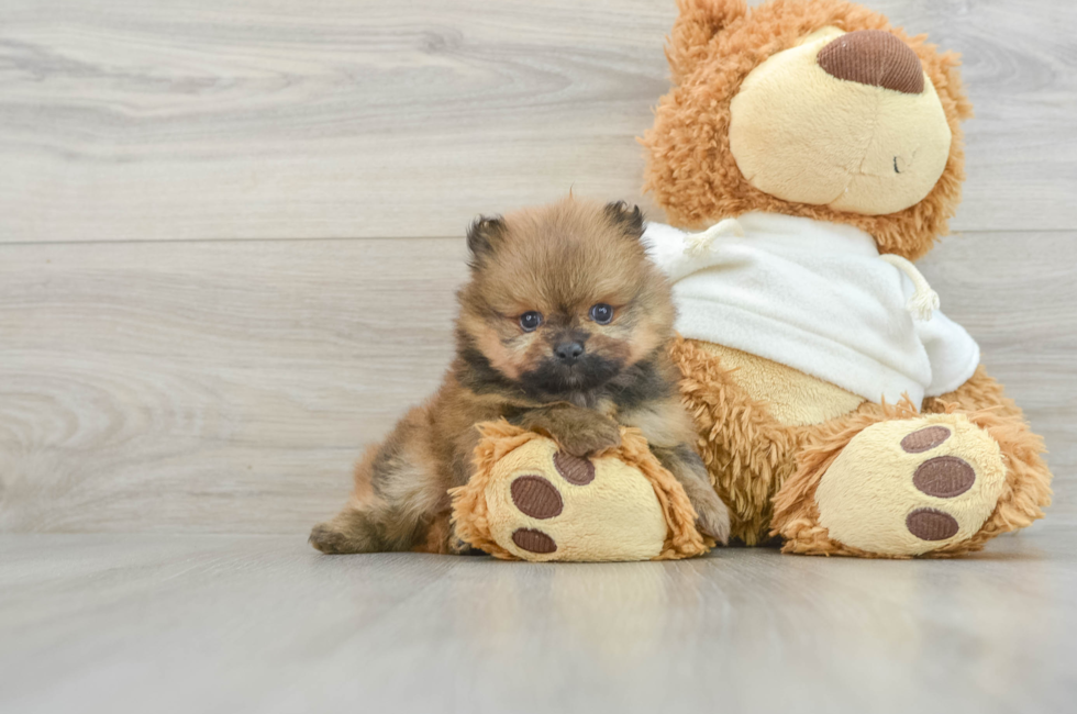 6 week old Pomeranian Puppy For Sale - Windy City Pups