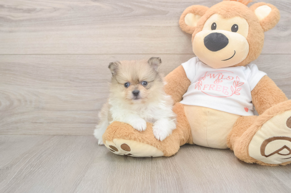 5 week old Pomeranian Puppy For Sale - Windy City Pups