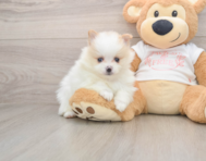 6 week old Pomeranian Puppy For Sale - Windy City Pups