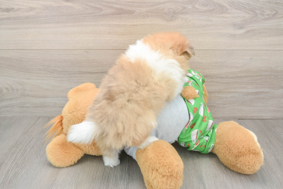 Akc Registered Pomeranian Purebred Pup