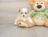 8 week old Pomeranian Puppy For Sale - Windy City Pups