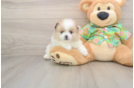 Pomeranian Puppy for Adoption