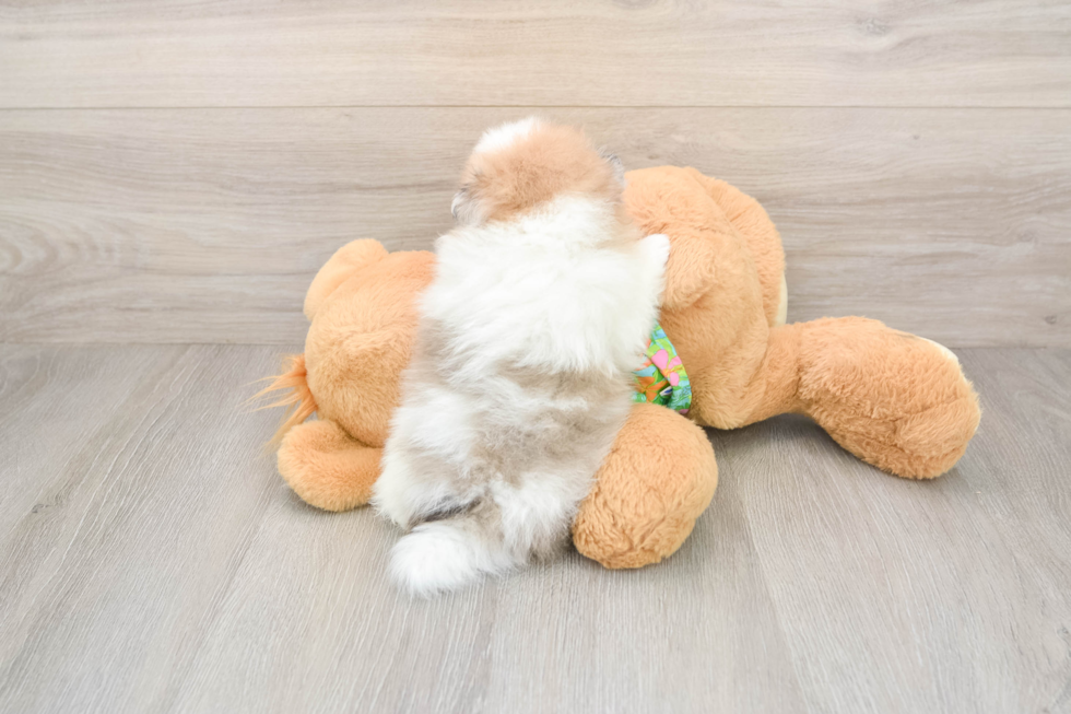 Pomeranian Puppy for Adoption