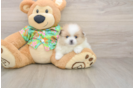Small Pomeranian Baby