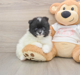 6 week old Pomeranian Puppy For Sale - Windy City Pups