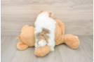 Smart Dwarf Spitz Purebred Puppy