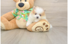 Best Pomeranian Baby