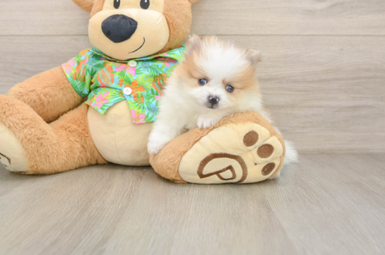 Best Pomeranian Baby