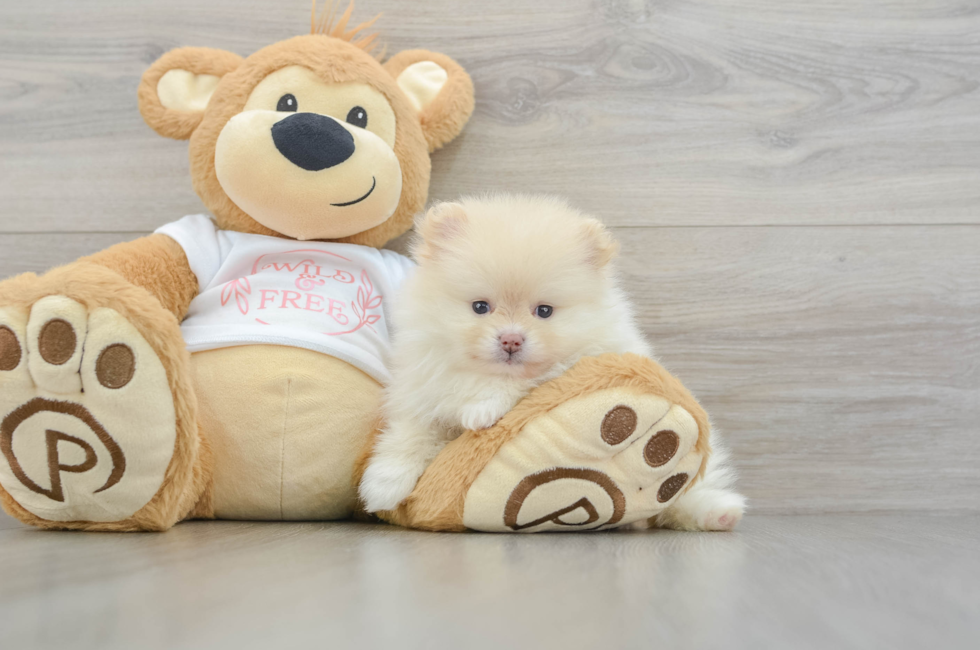 6 week old Pomeranian Puppy For Sale - Windy City Pups