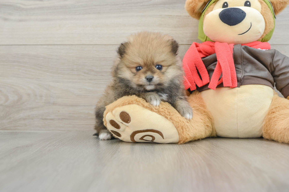 5 week old Pomeranian Puppy For Sale - Windy City Pups