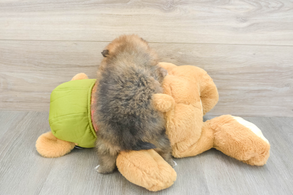 Friendly Pomeranian Purebred Pup