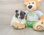 8 week old Pomeranian Puppy For Sale - Windy City Pups