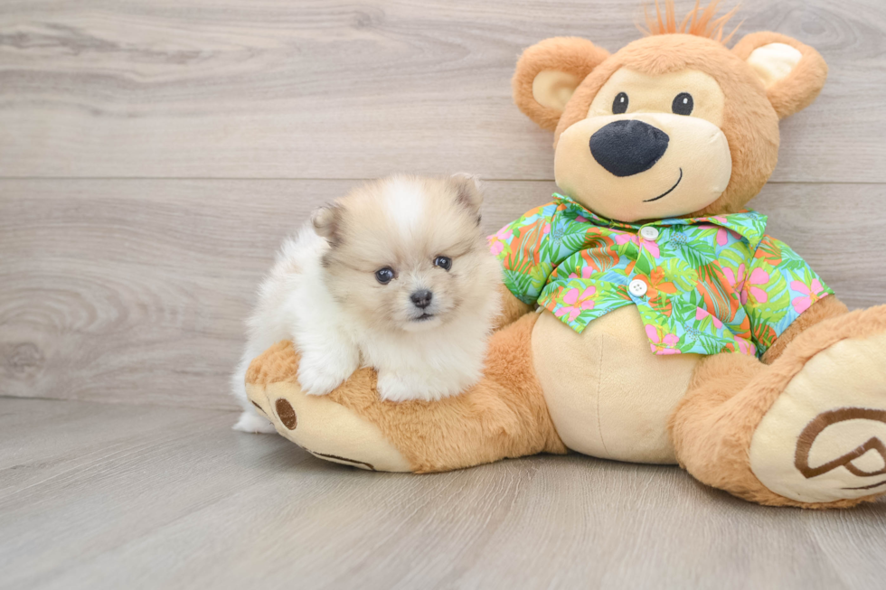 Best Pomeranian Baby