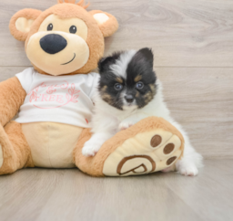 7 week old Pomeranian Puppy For Sale - Windy City Pups