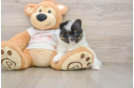 Adorable Loulou Purebred Puppy