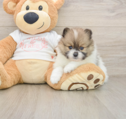 6 week old Pomeranian Puppy For Sale - Windy City Pups