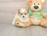 8 week old Pomeranian Puppy For Sale - Windy City Pups