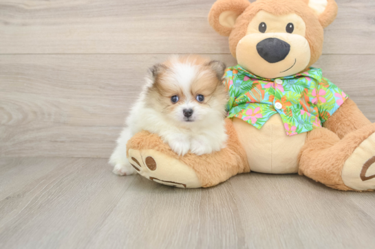Little Pomeranian Baby